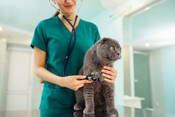 Assurance pour chiens : découvrez www.animut.net et ses avantages